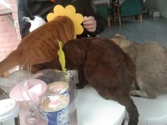 -喵屿·大理花园猫咖