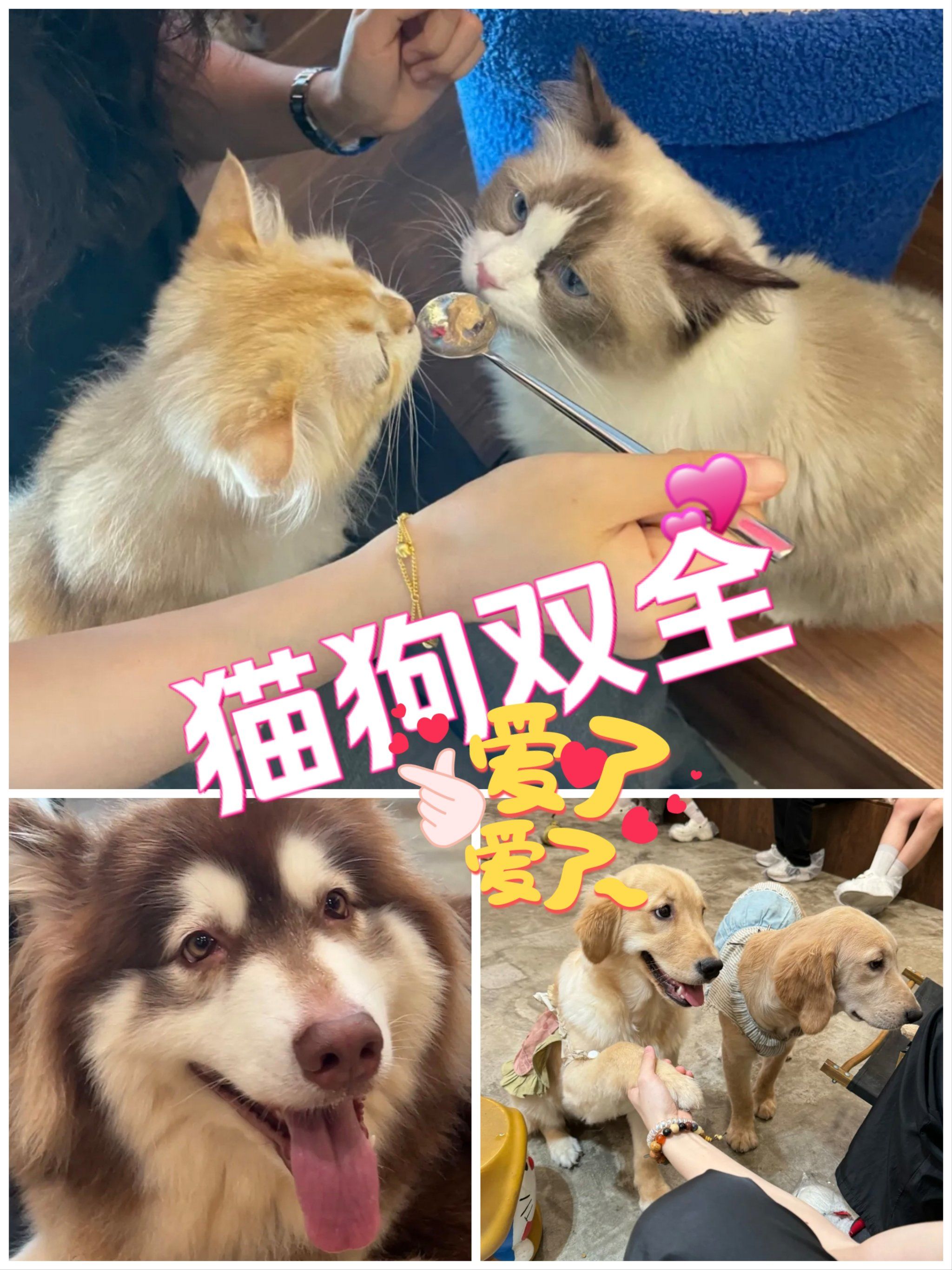 喵星人汪星人大聚会!可爱猫咖狗咖,萌翻少女心