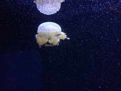 -西雅图水族馆