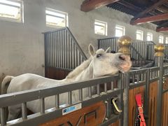 -北京群众马术培训基地