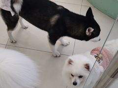 -怪兽屋·羊驼·猫咖·狗咖(俊华广场店)