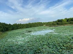 -上海海湾国家森林公园