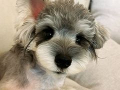 -帕帕拉兹宠物(亚洲旗舰店)