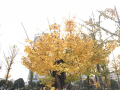 -百林公园-两江幸福广场
