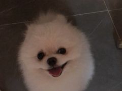 -安安宠医·安宠宠物医院