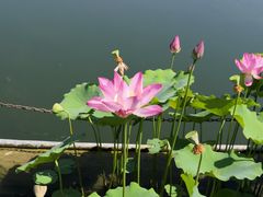 -莲花池公园