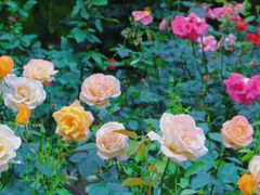 -上海共青森林公园