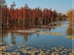 -池杉湖湿地公园
