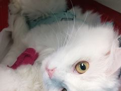 -纳吉亚猫专科动物诊疗中心(蒋宅口分院)