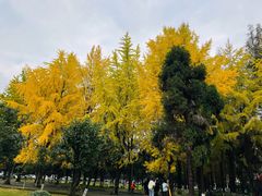 -四川大学(望江校区)