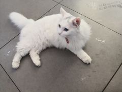 大堂-有猫主题·治愈系猫咖(曾厝垵店)