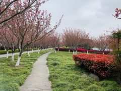 -高东镇樱花园