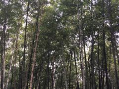 -达蓬山旅游度假区