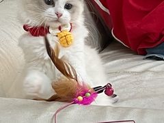 -lincat·猫舍(广州店)