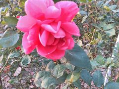 -昆山城市生态森林公园