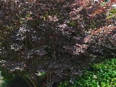 -杭州半山国家森林公园