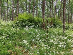 -塞罕坝国家级自然保护区