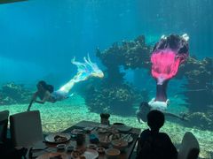 -涛·海底餐厅·美人鱼·自助餐·海底隧道(三亚海棠湾洲际度假酒店)