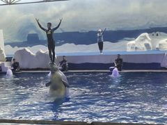 -秦皇岛乐岛海洋王国