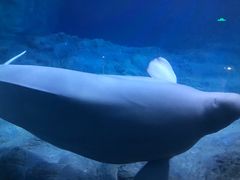-珠海长隆海洋王国