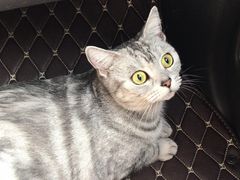 -守诺宠物医院·眼科· 特色牙科·异宠专科(虹口店)