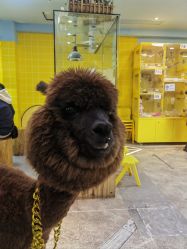 -神奇动物撸宠馆·羊驼·小浣熊·异宠(豫园店)
