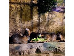 -迪拜水族馆及水下动物园