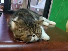 -李小姐の猫咖啡馆(五角场店)
