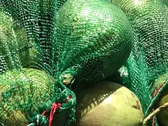 -东椰·海南椰子鸡火锅(朝阳门店)