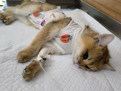 -爱侣宠医·鹦鹉专科·小型哺乳类·异宠专科(灵石路店)