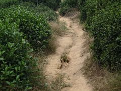 -龙坞茶村