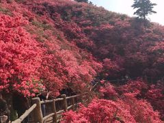 -木兰云雾山