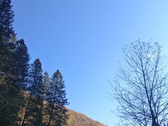 -望天鹅景区