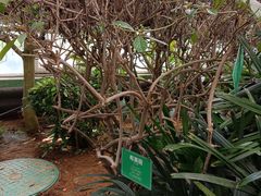 -南宫五洲植物乐园