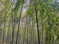 -上海佘山国家森林公园天马山园