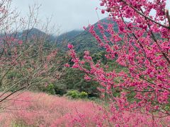 -福清灵石山国家森林公园