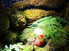 -野菌皇海景野生菌火锅(滨海大道店)