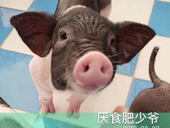 -百万葵园