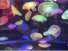 -太平洋海底世界