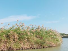 -大湾区中央湿地公园