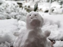 -香雪海