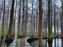 -渌洋湖湿地公园