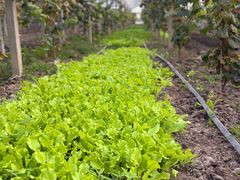 -马陆小张葡萄园农家乐