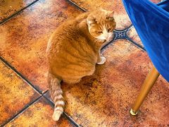 -Sirena海妖日咖夜酒