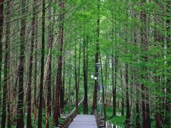 -桤木河湿地公园