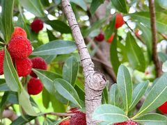 -塘栖枇杷特色园区