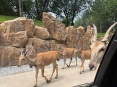 -北京野生动物园