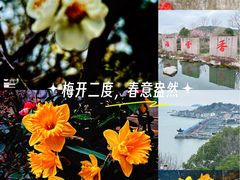 -香雪海