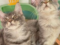 -糯米喵星人总部直营旗舰店·猫舍·幼猫出售