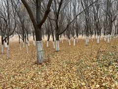 -长春世界雕塑园冰雪艺术天地